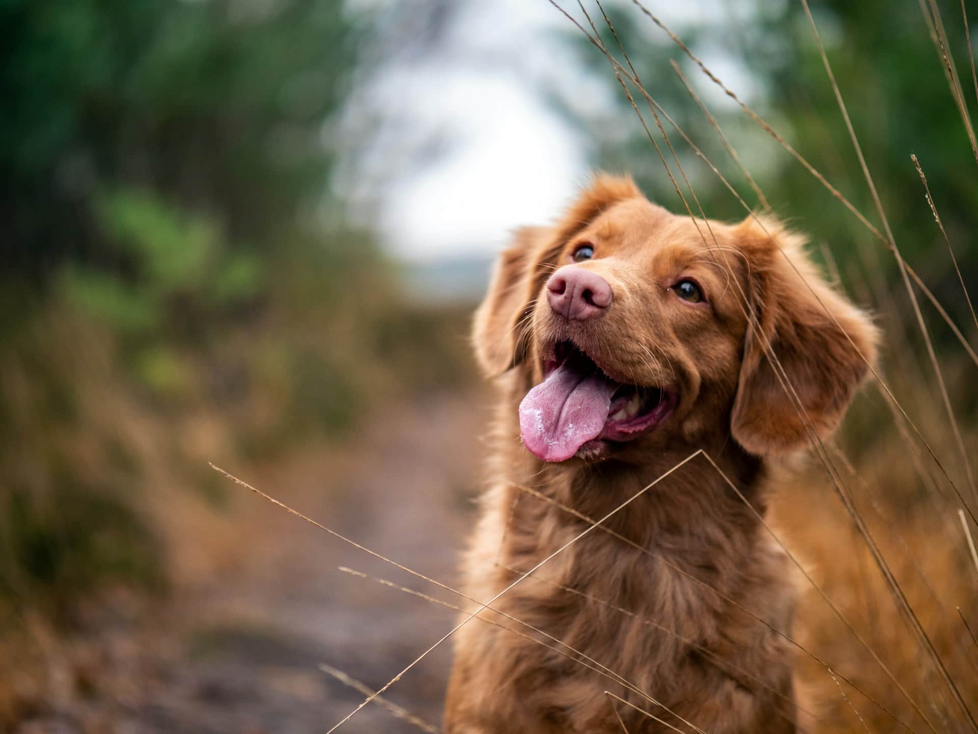 Comment soigner un hot spot sur son chien naturellement ?